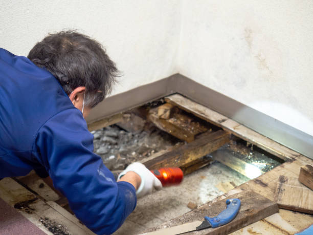 Best Water Damage Restoration  in Estherville, IA