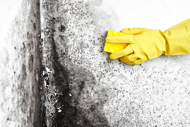 Office Mold Removal Services in Estherville, IA