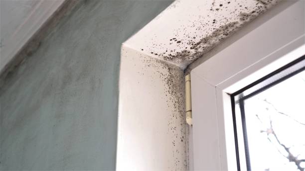 Home Mold Removal in Estherville, IA