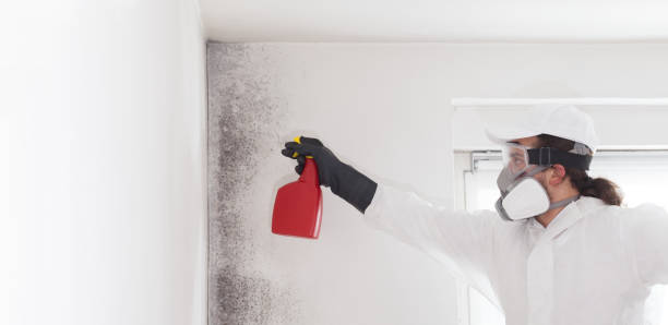 Best Mold Removal Specialists  in Estherville, IA