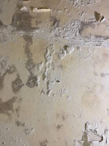 Best Mold Cleaning Services  in Estherville, IA