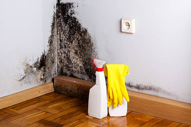 Best Commercial Mold Removal  in Estherville, IA