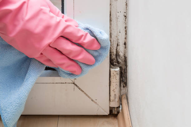 Best Professional Mold Removal  in Estherville, IA