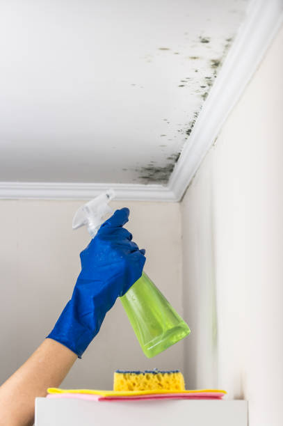Best Mold Testing  in Estherville, IA