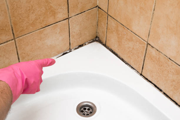 Best Mold Remediation  in Estherville, IA